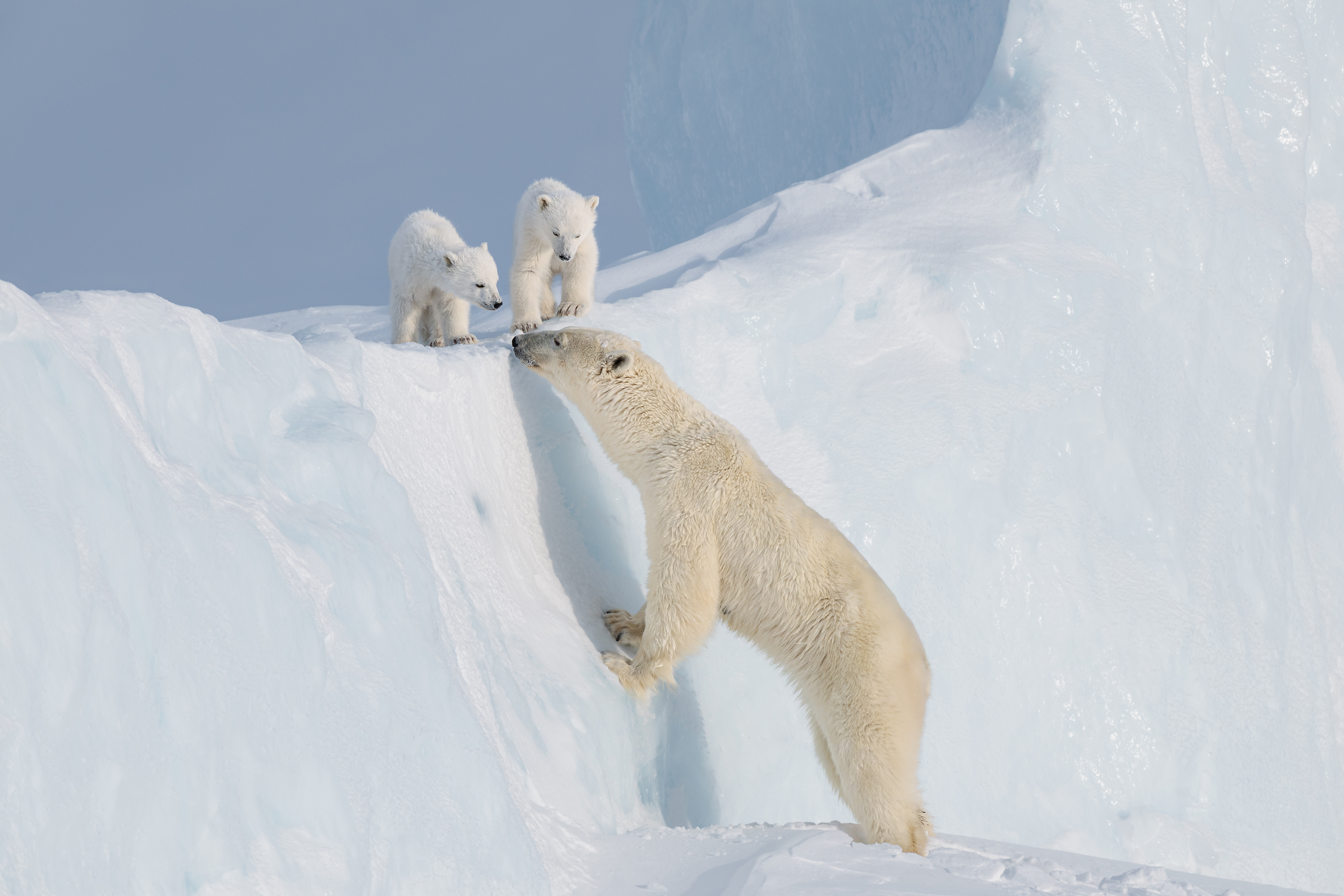 At the crumbling edge of a drifted ridge on Baffin Island’s sea ice, a polar bear mother rises to meet her cub nose to nose as it hesitates above a drop. After weeks of quiet watching at a distance, I caught this wordless lesson in courage and trust on a surface that fractures earlier each year, a brief classroom of ice and air.