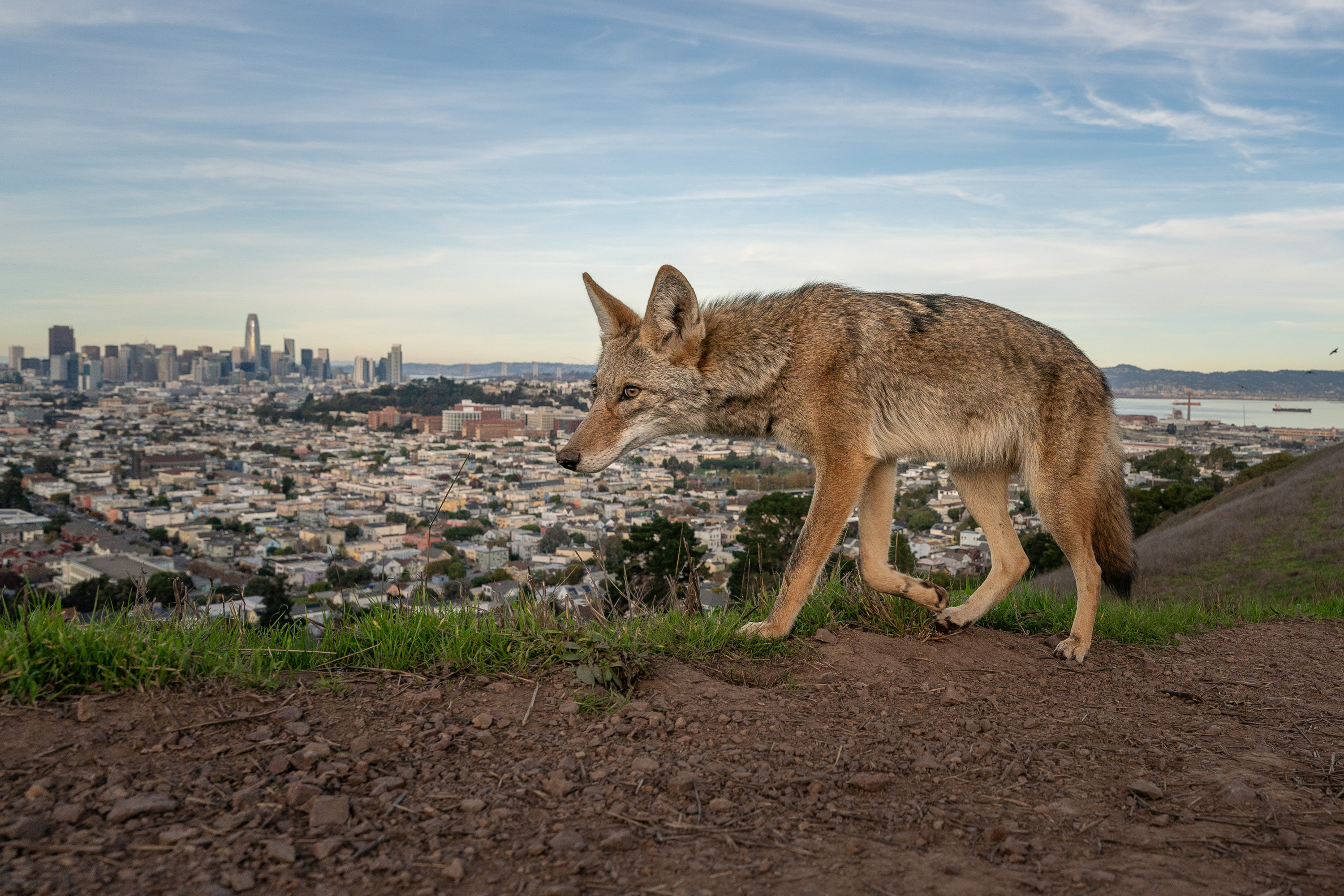 A coyote photographed with a remotely-triggered camera walks in front of the downtown skyline in San Francisco. Native to the area, coyotes were once eradicated from the city limits‌ but have returned in recent decades following an absence of more than 75 years.