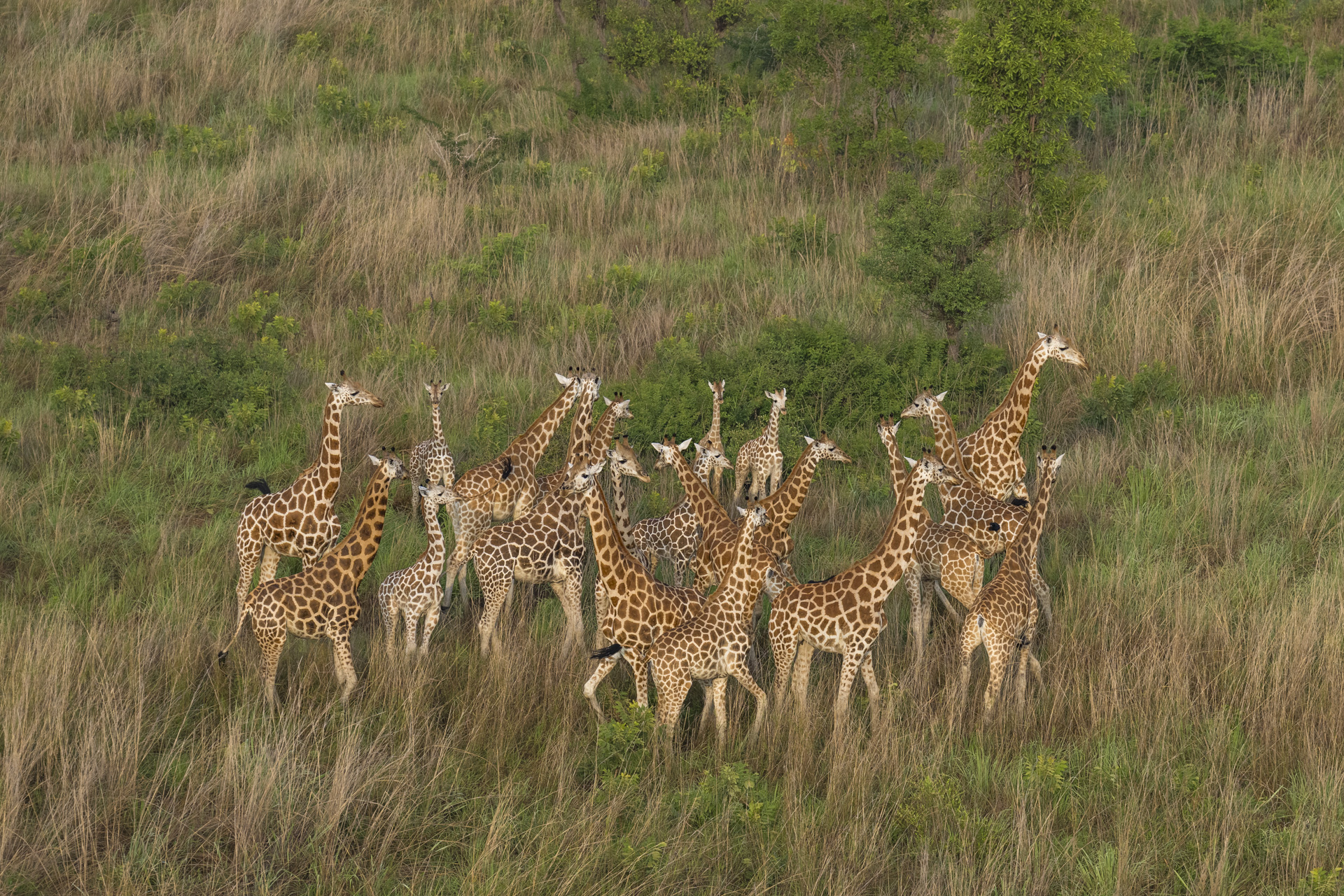 Giraffes, Badingilo National Park, South Sudan.