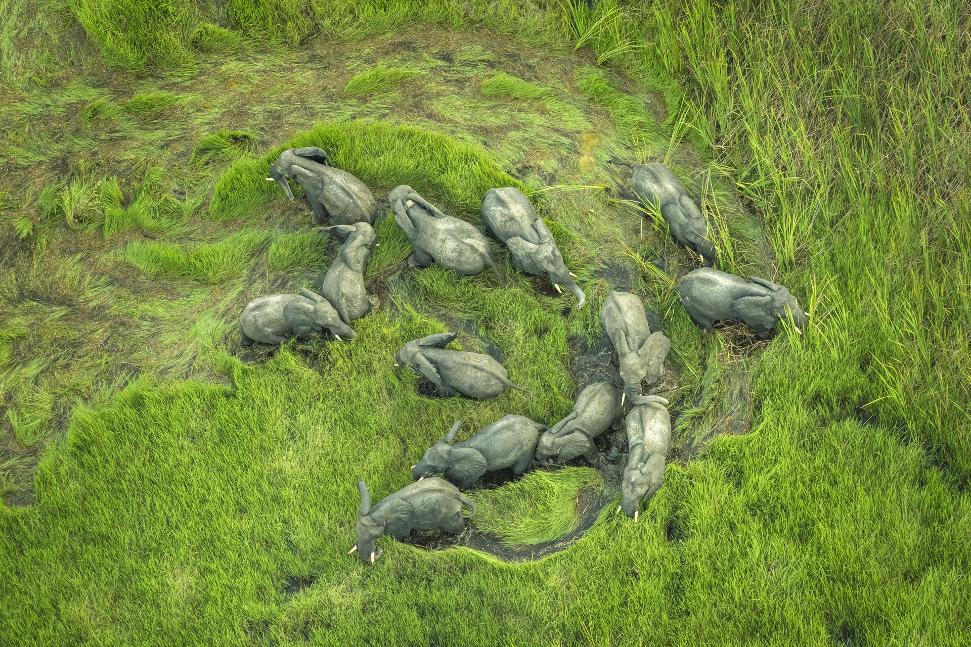 elephants seen from above