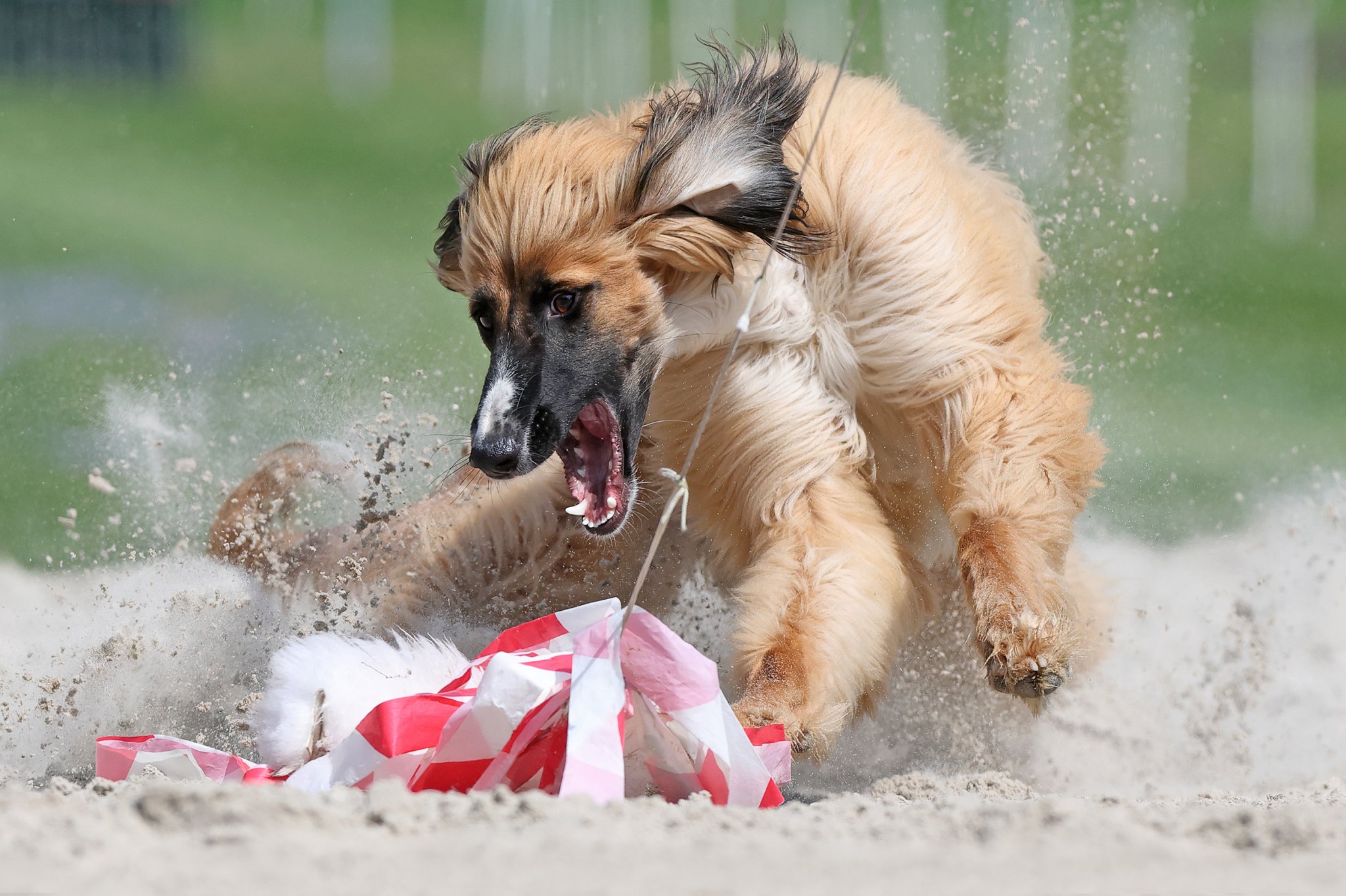 An Afghan Hound striking the fake rabbit.