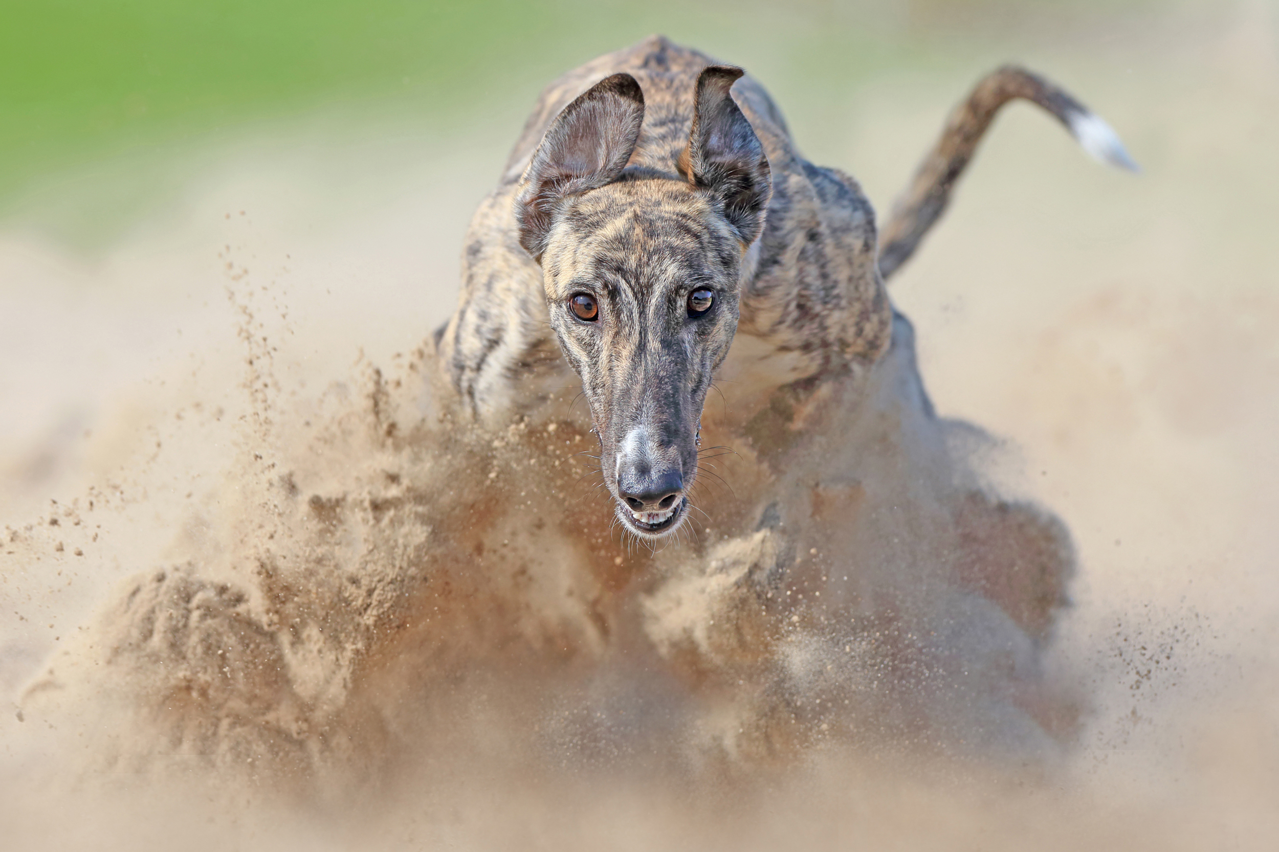 A head-on view of a Greyhound running through sand