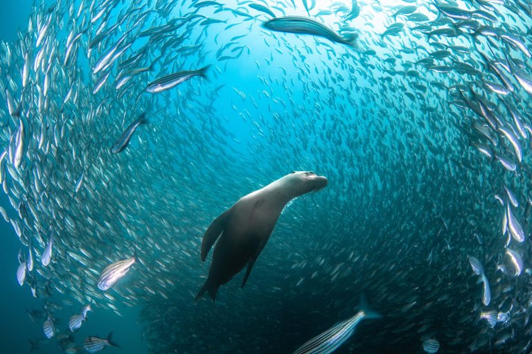 a seal swimming amongst fish