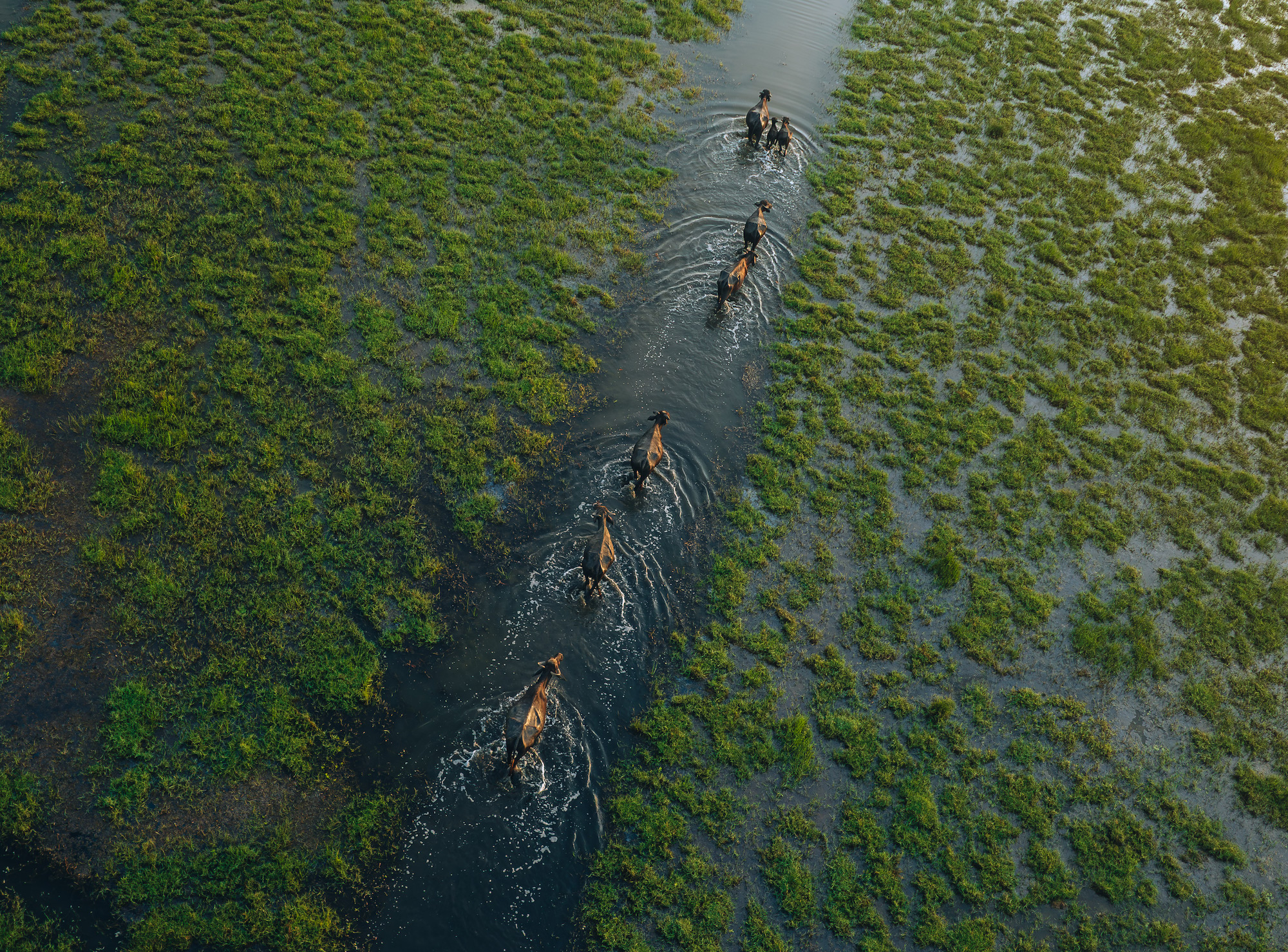 herd of buffalo wade through water