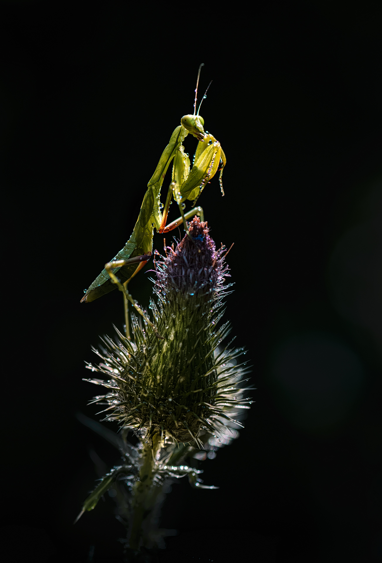 praying mantis on a flower