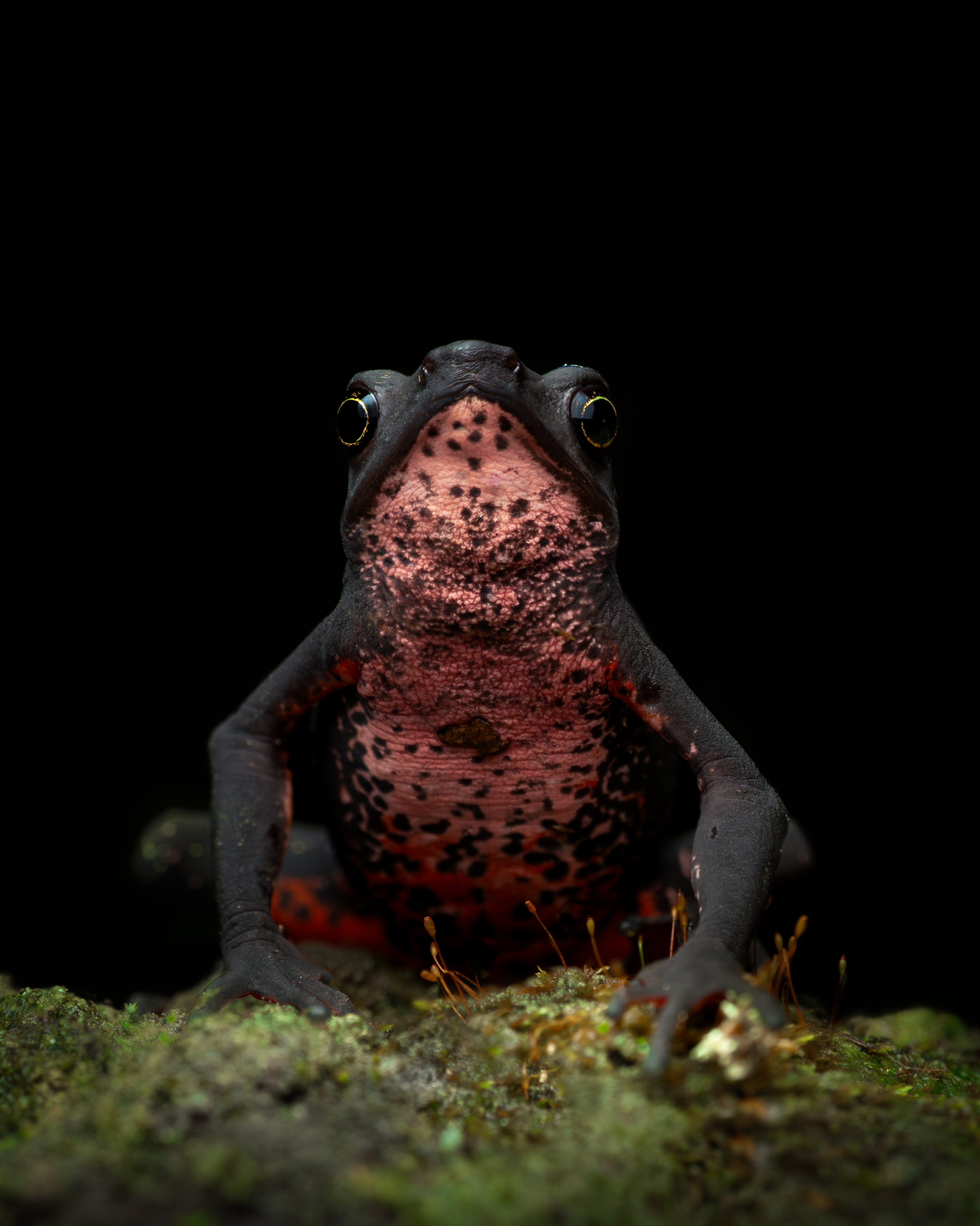 a black and red frog