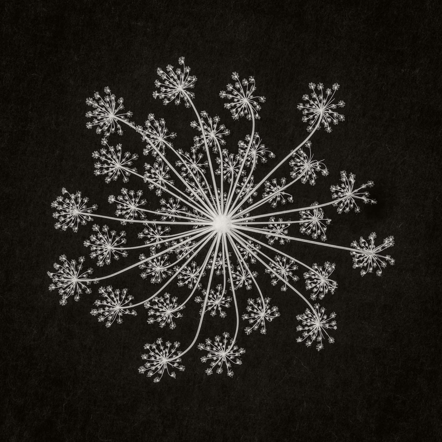 white flower on black background