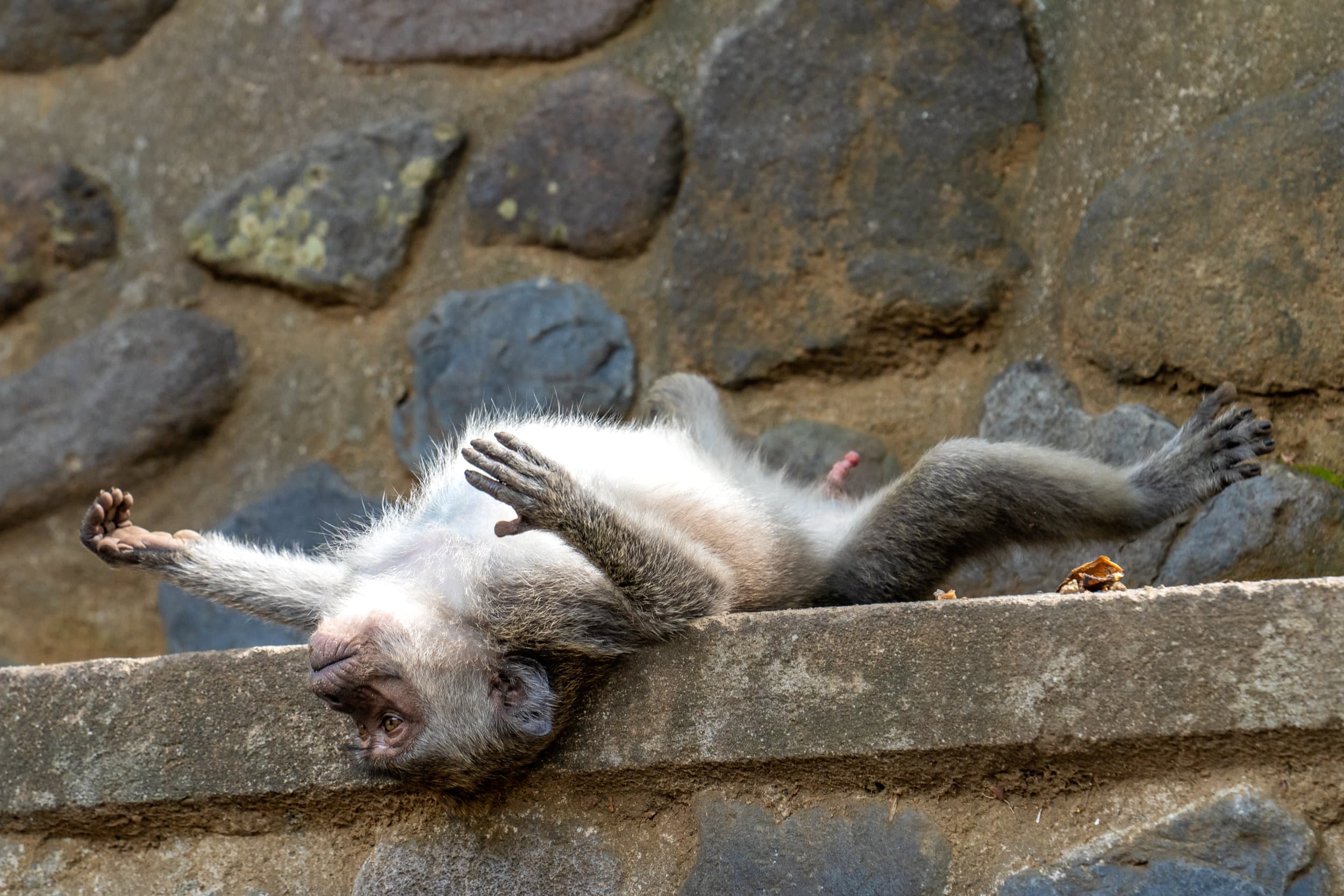 a macaque spreads out on its back