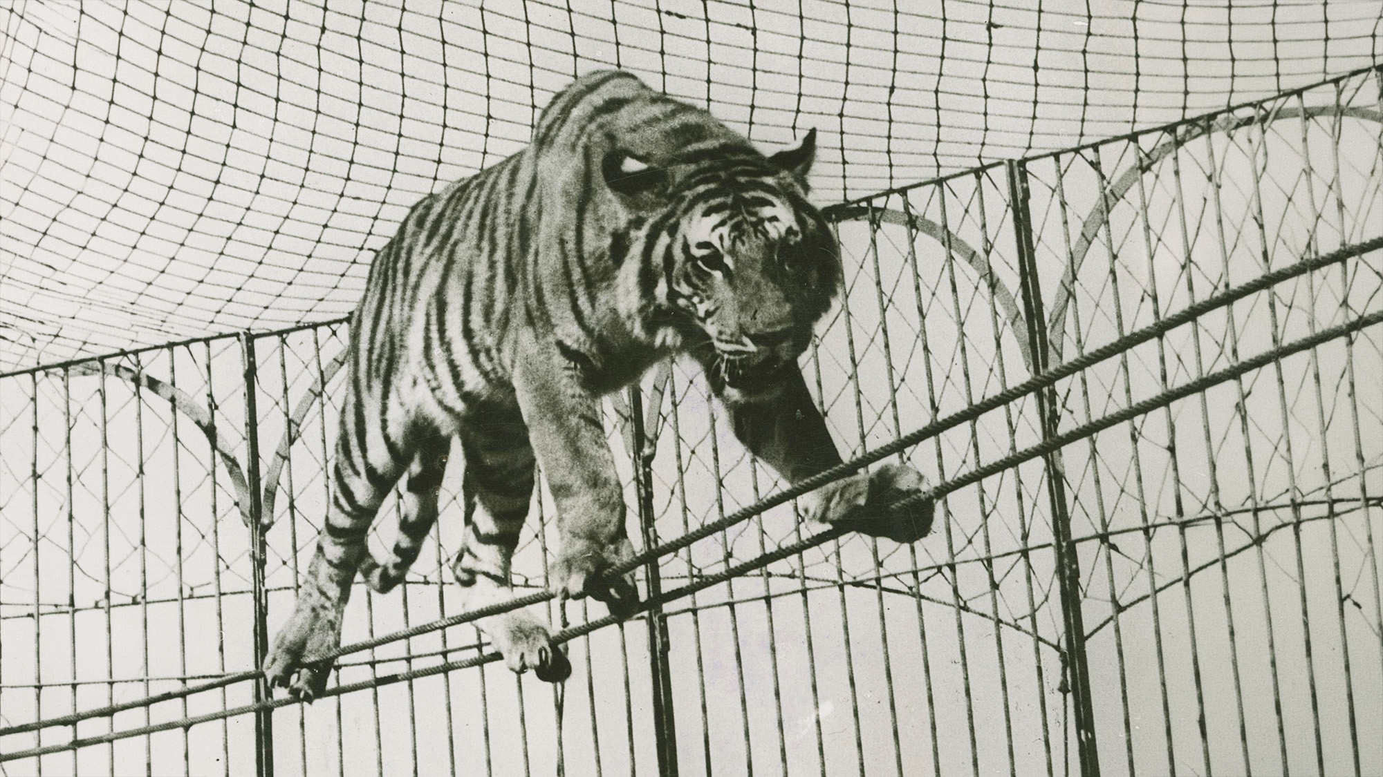 Gemini said A black-and-white historical photograph of a large tiger from the Barnum & Bailey Circus walking across two parallel tightropes. The tiger is performing inside a tall metal cage with a safety net visible across the top of the enclosure.