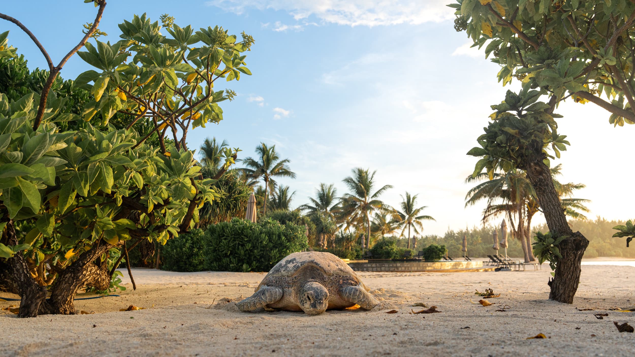 a green turtle on a beach