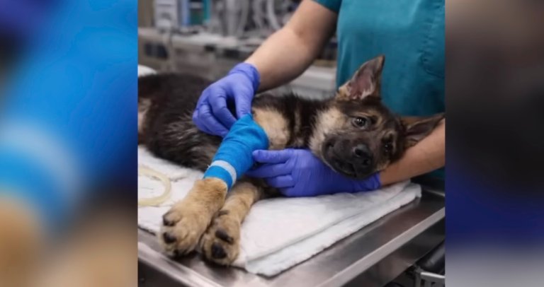 AI generated iamge of injured Hazel dog