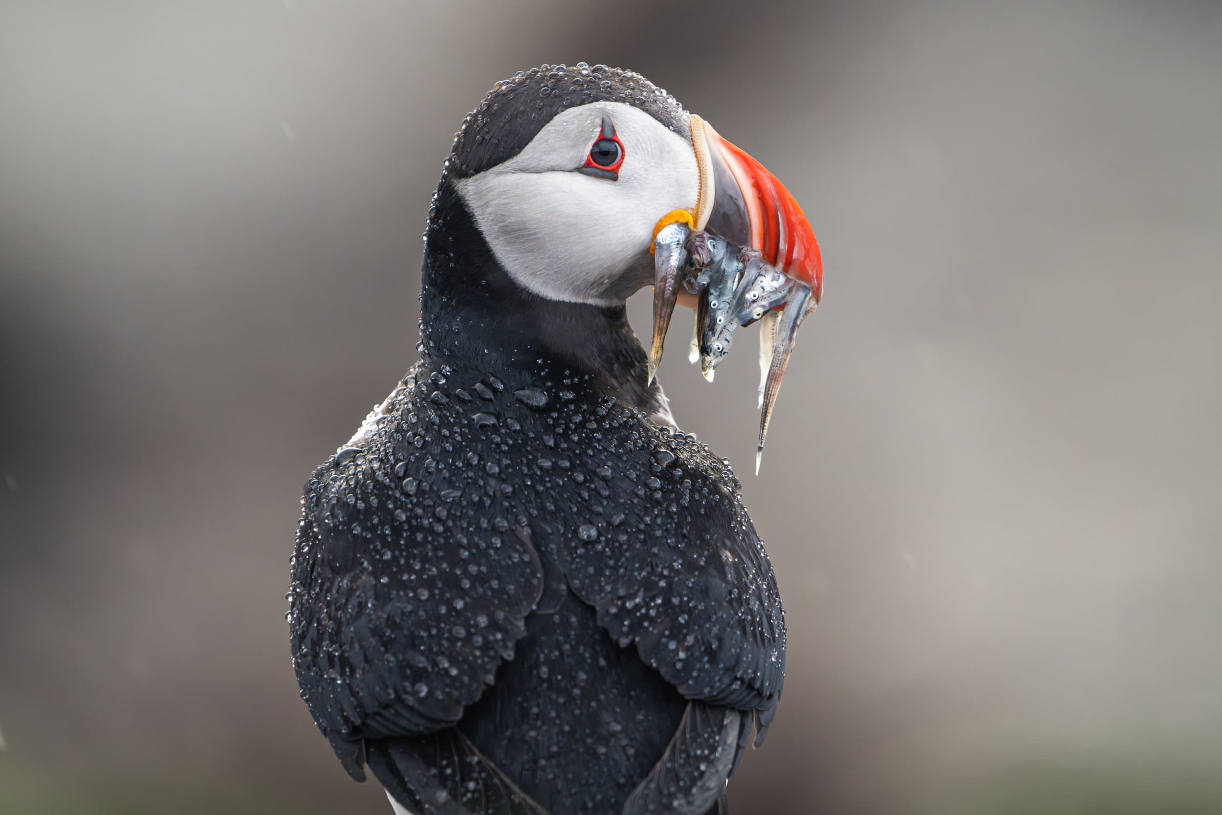 a puffin with a mouth full of fish