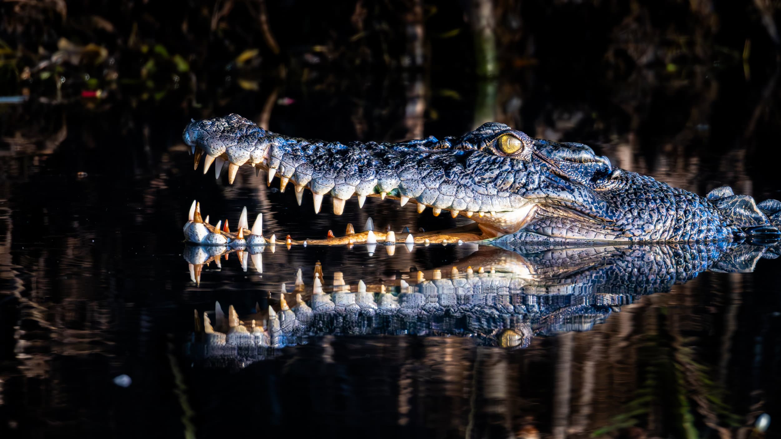 a crocodile with its mouth open at the water's surface