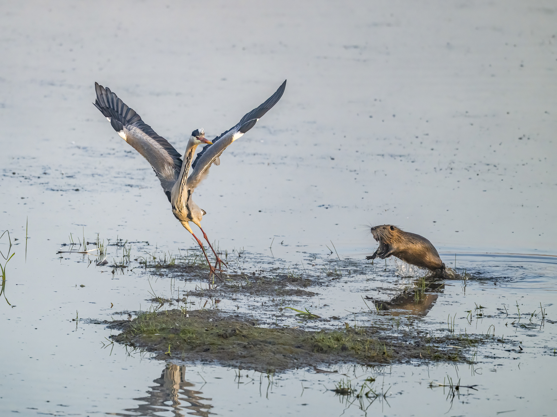a heron and a beaver fighting