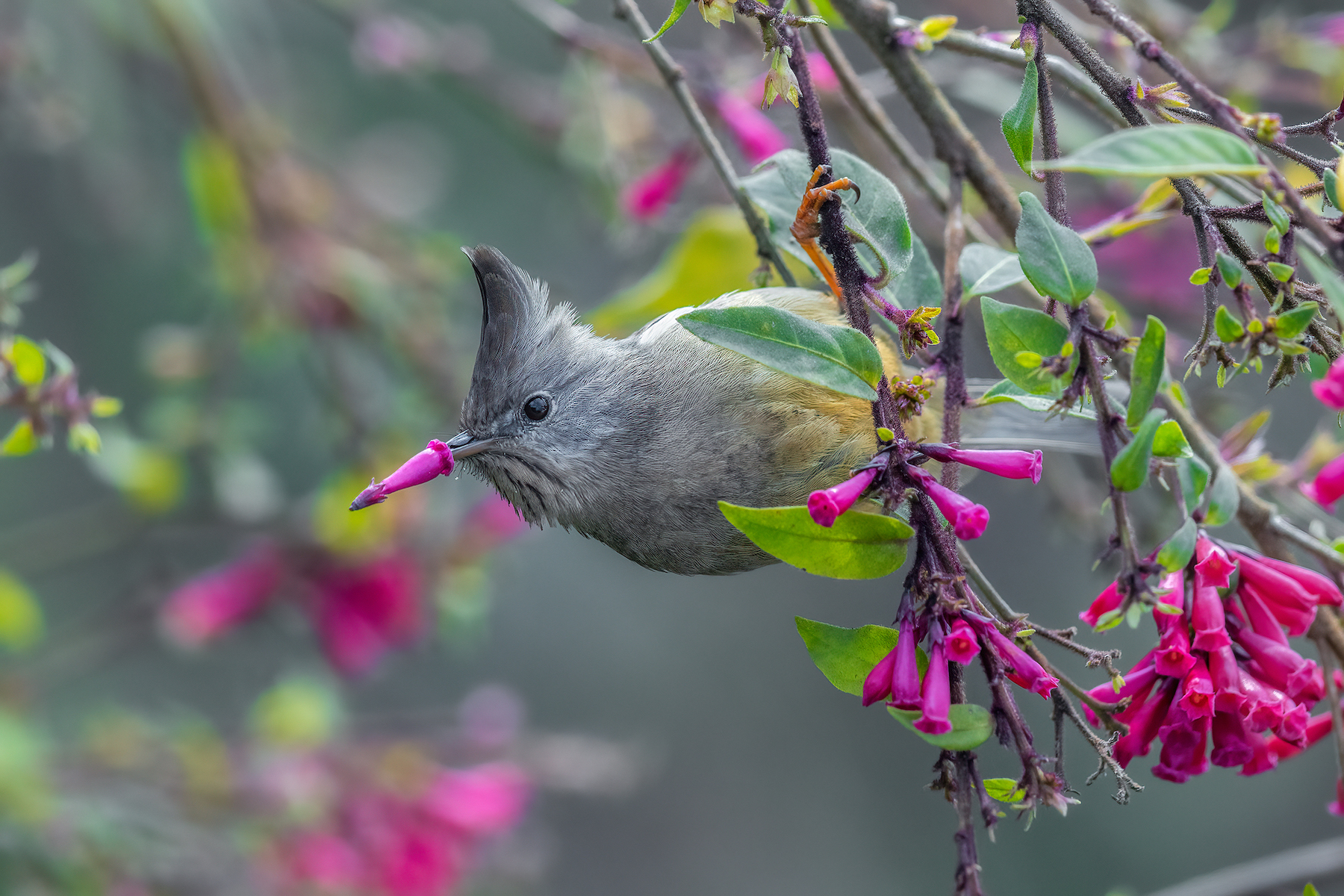 a bird with a pink flower on its beak