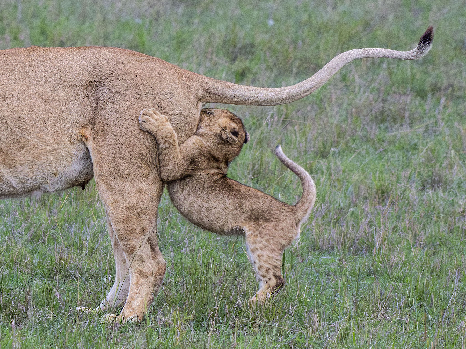 14 silly, never-before-seen images from the Comedy Wildlife
