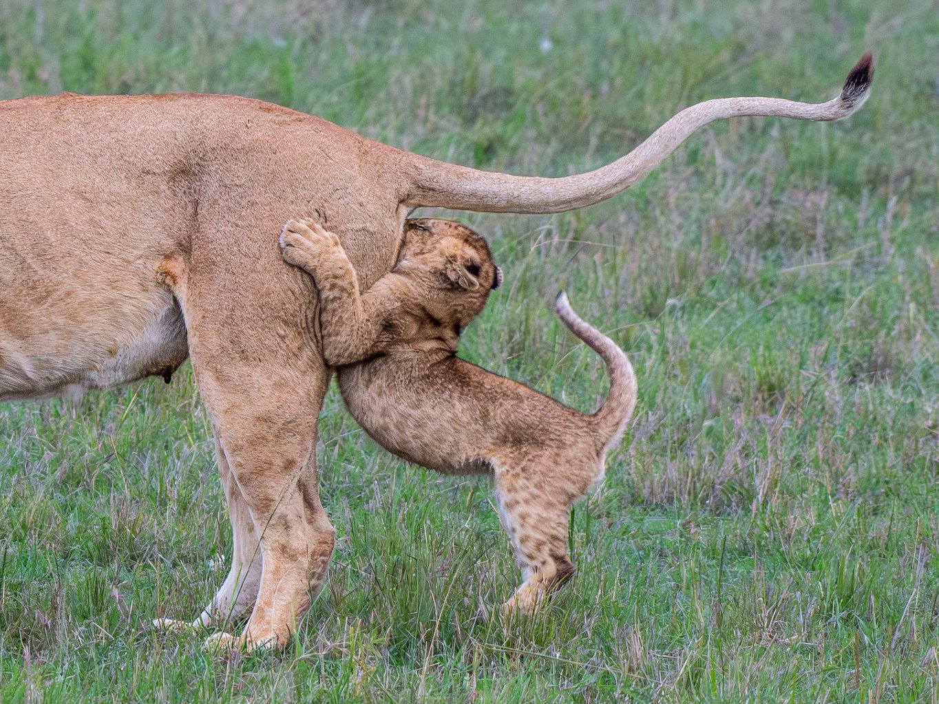 a baby lion runs into its mother's butt