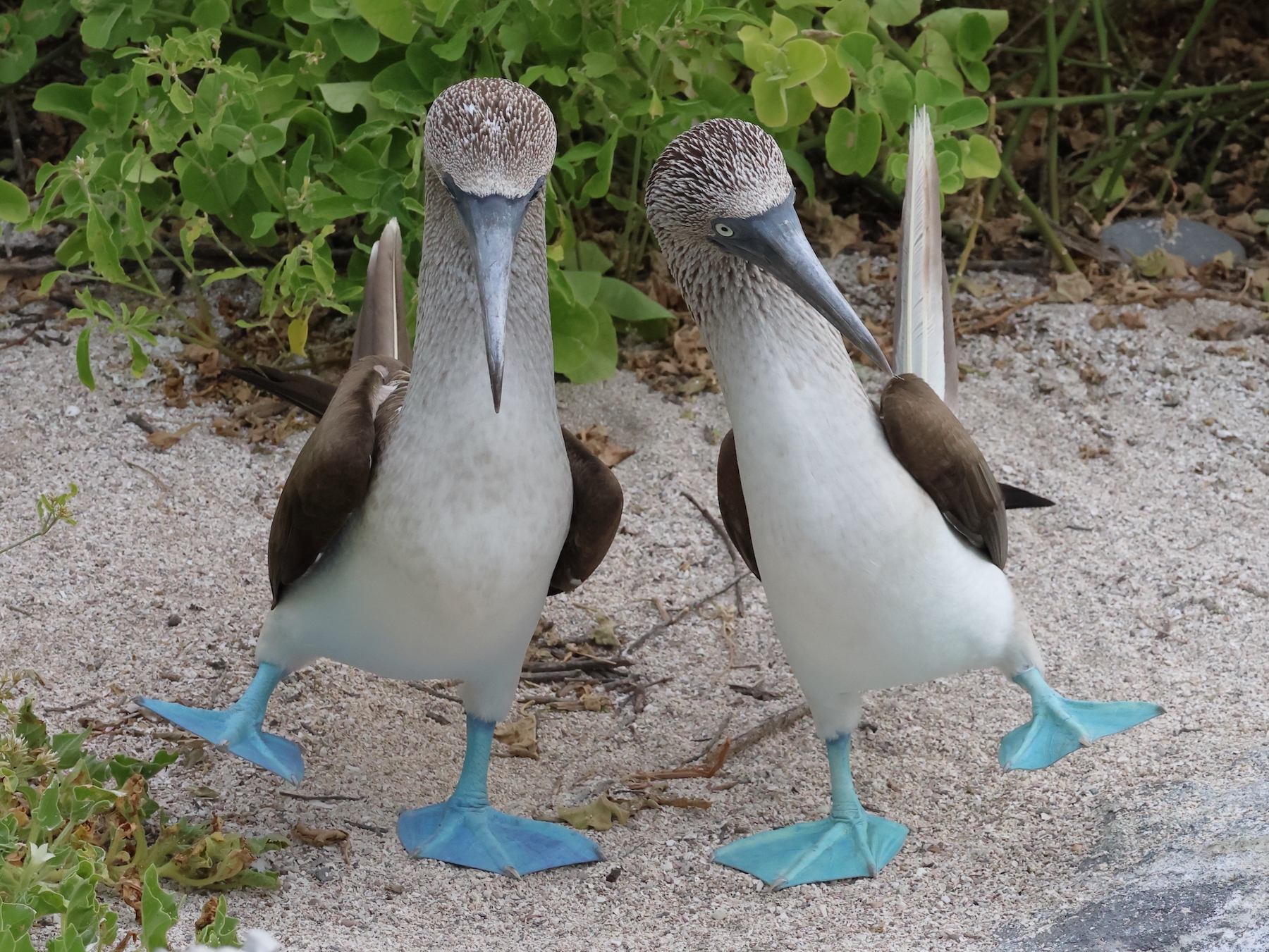 two blue-footed boobies