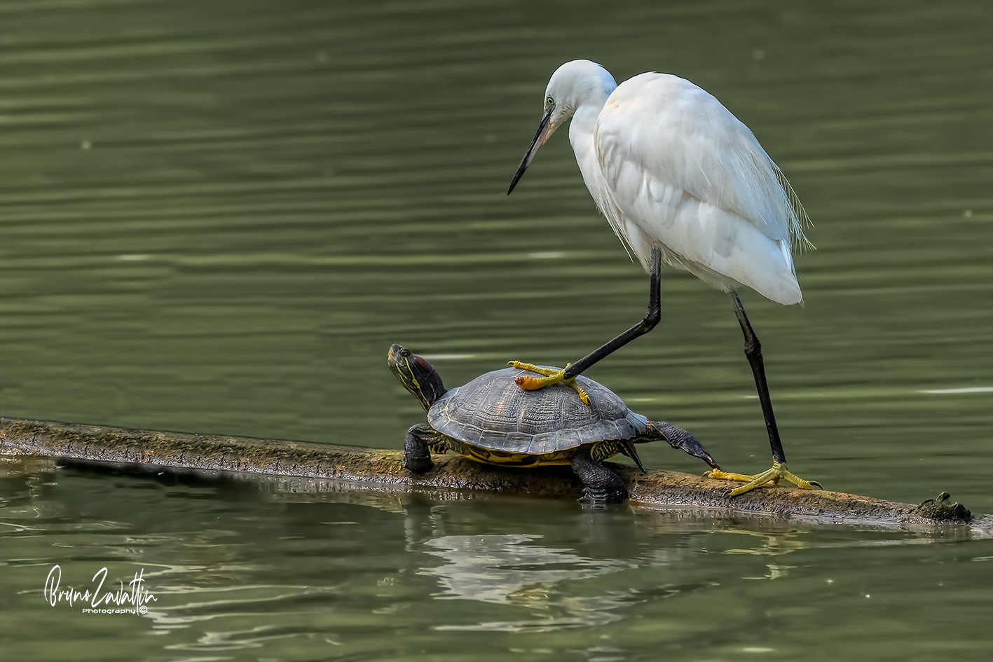 an egret places its foot on a turtle