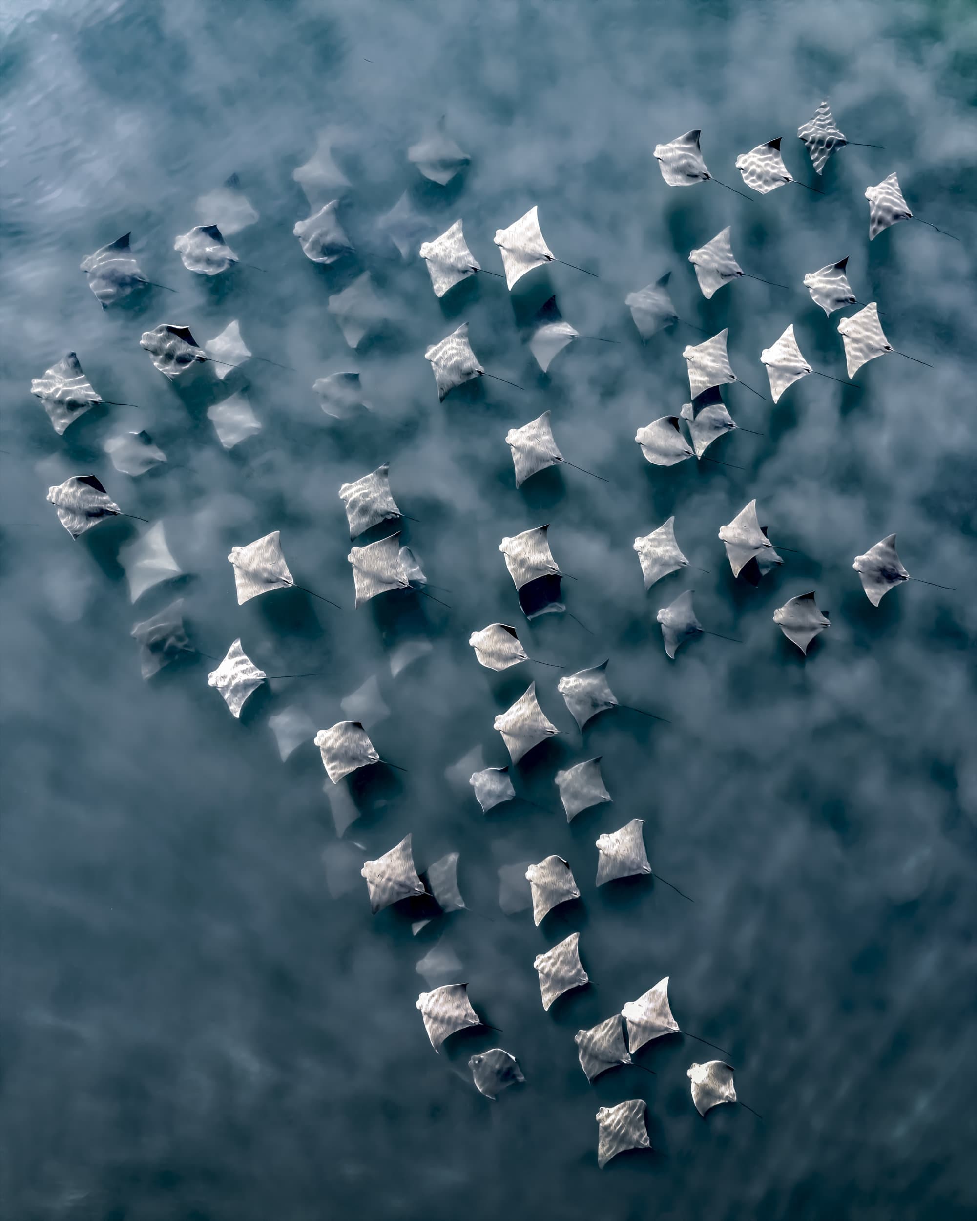 a school of cownose rays