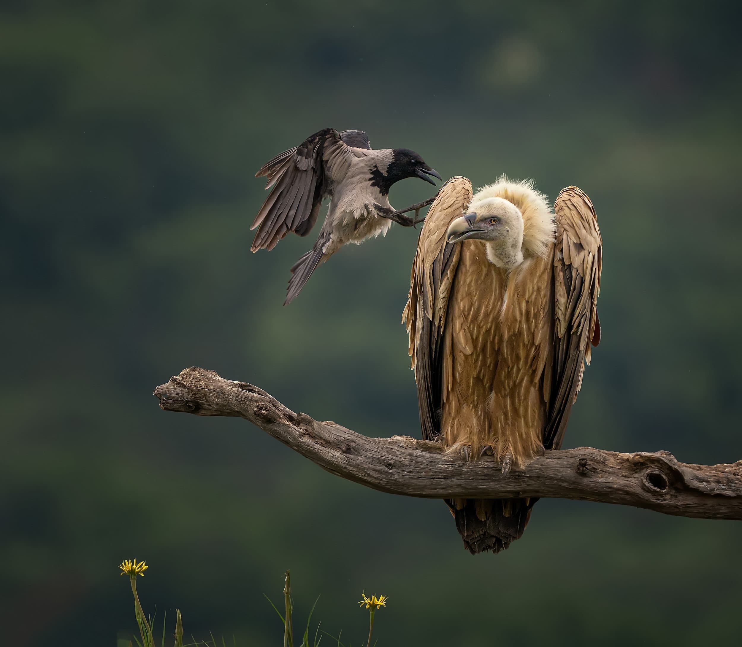 a crow harasses a vulture