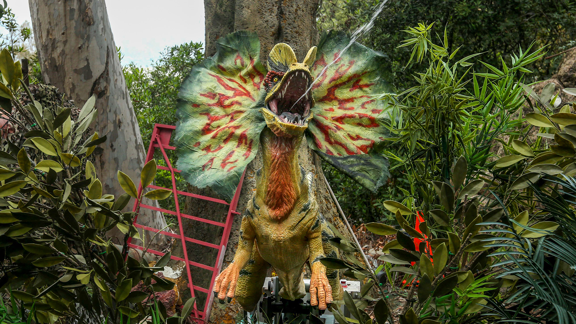 A full-body shot of a Dilophosaurus animatronic at Universal Studios, shown with its colorful neck frill fully extended. The dinosaur is depicted mid-spray, with a stream of water shooting from its open mouth, and is surrounded by dense artificial tropical foliage.