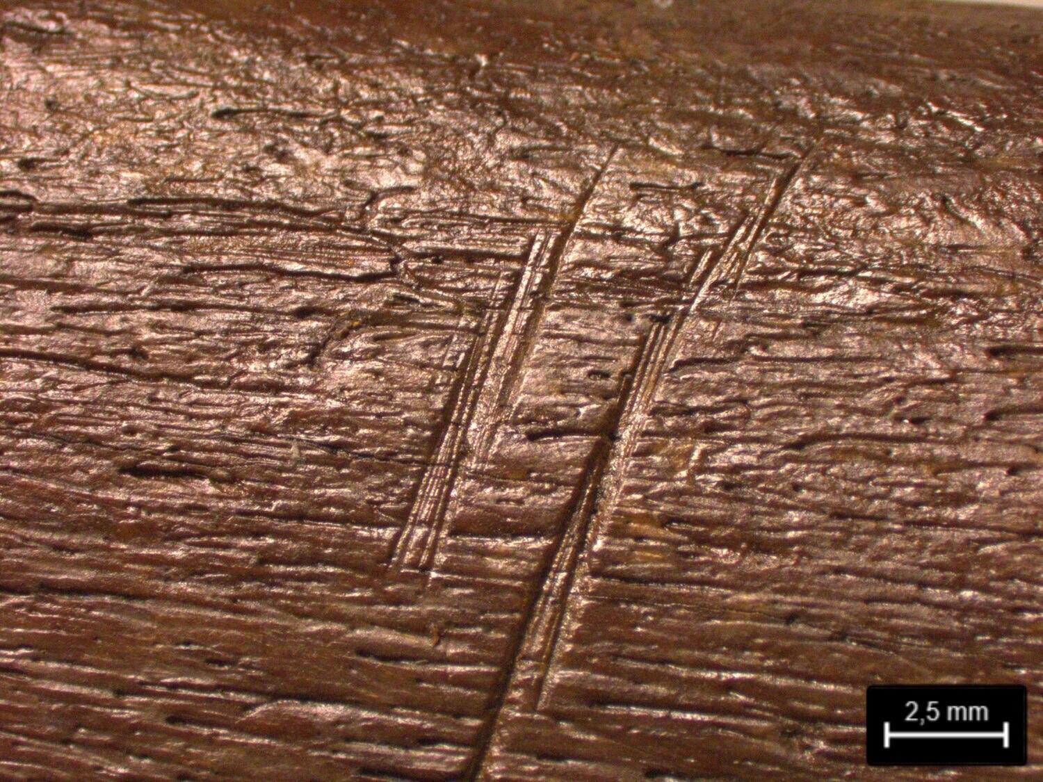 On the inside of the ribs, the research team found numerous cut marks, evidence of the elephant being butchered on the lake shore. Credit: Ivo Verheijen, Lower Saxony State Office for Heritage (NLD)