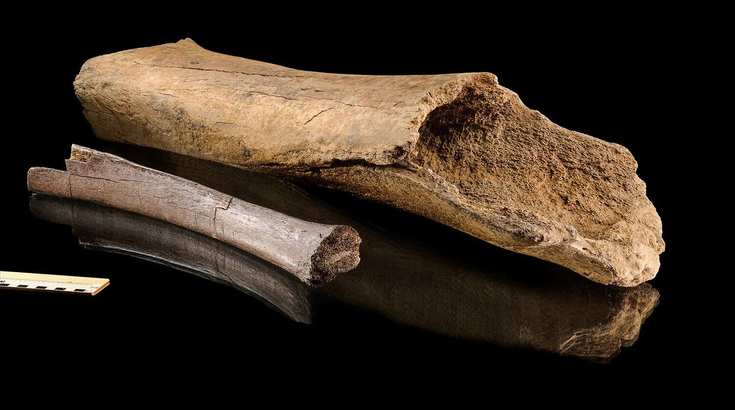 Neanderthals hunted giant elephants in Europe