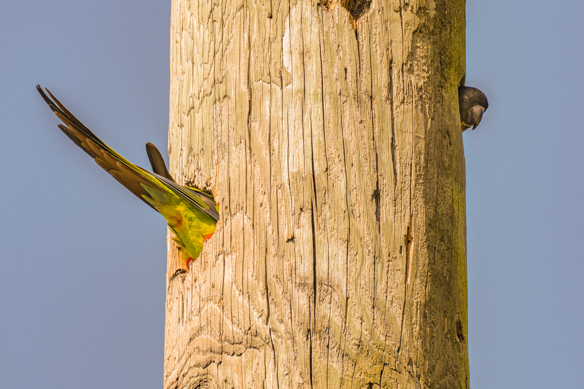 the tail of a parrot popping out of one hole of a pole and a head pops out of another hole