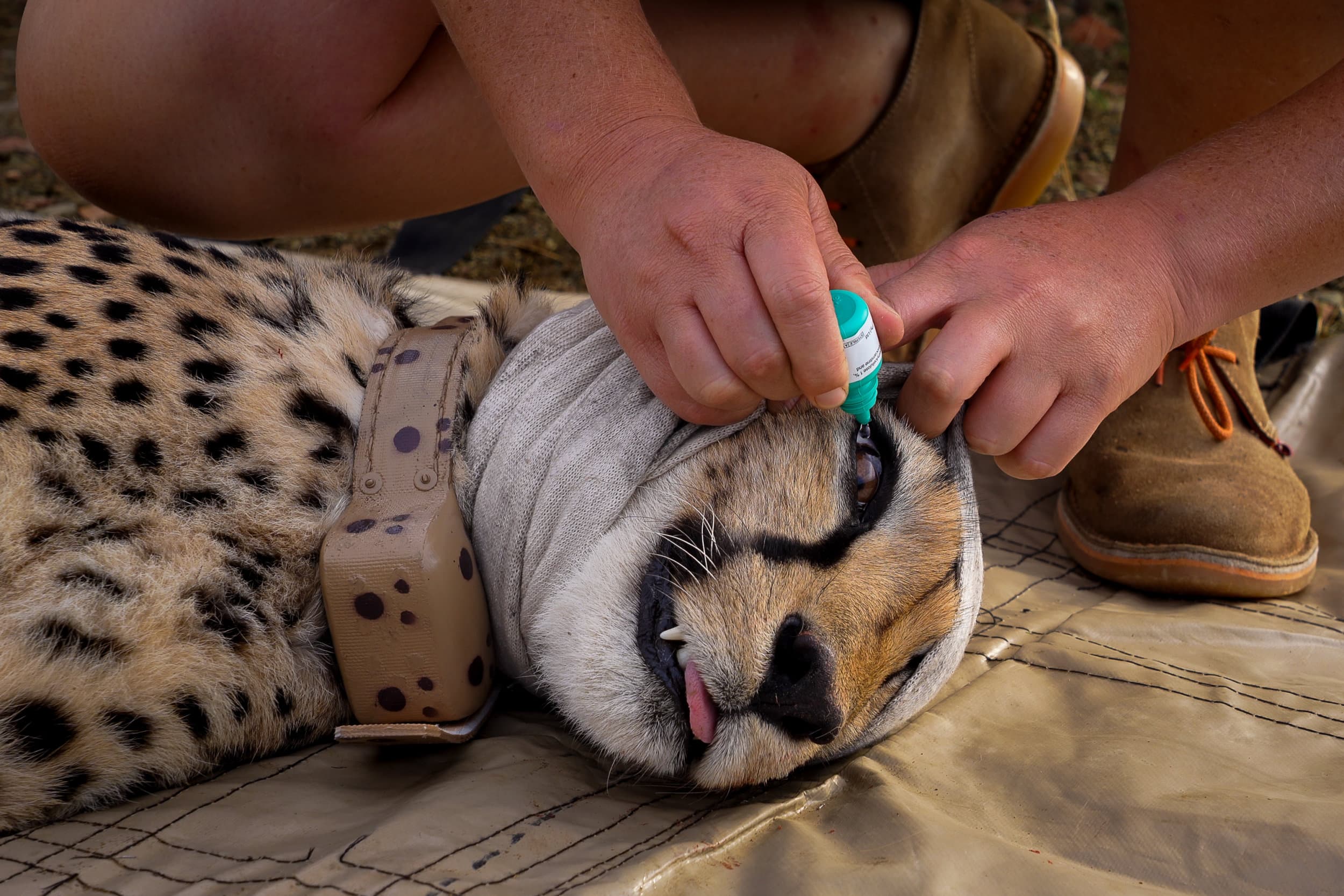 a sedated cheetah gets eyedrops put in its eyes by a vet