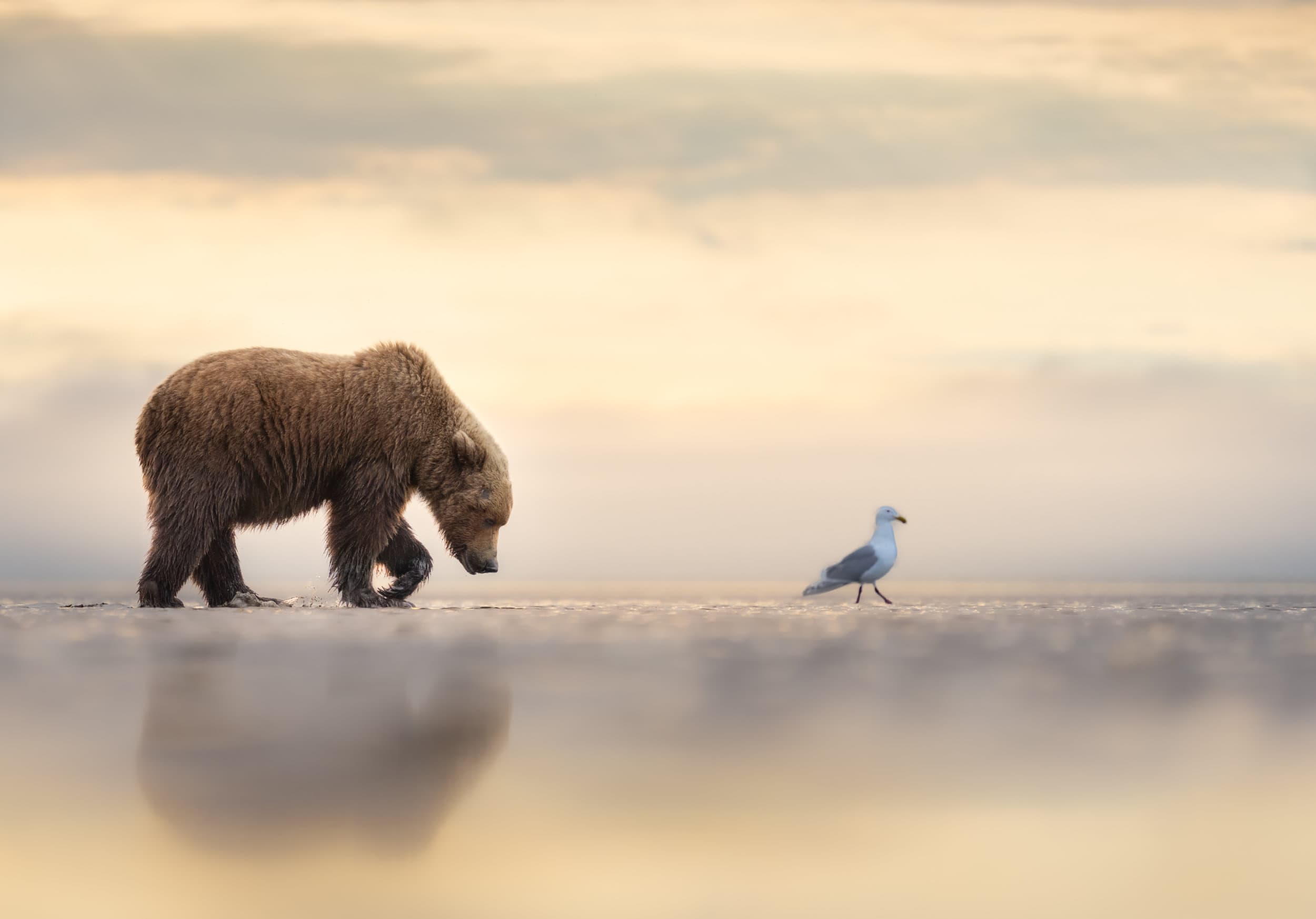 a bear cub walking behind a seagull