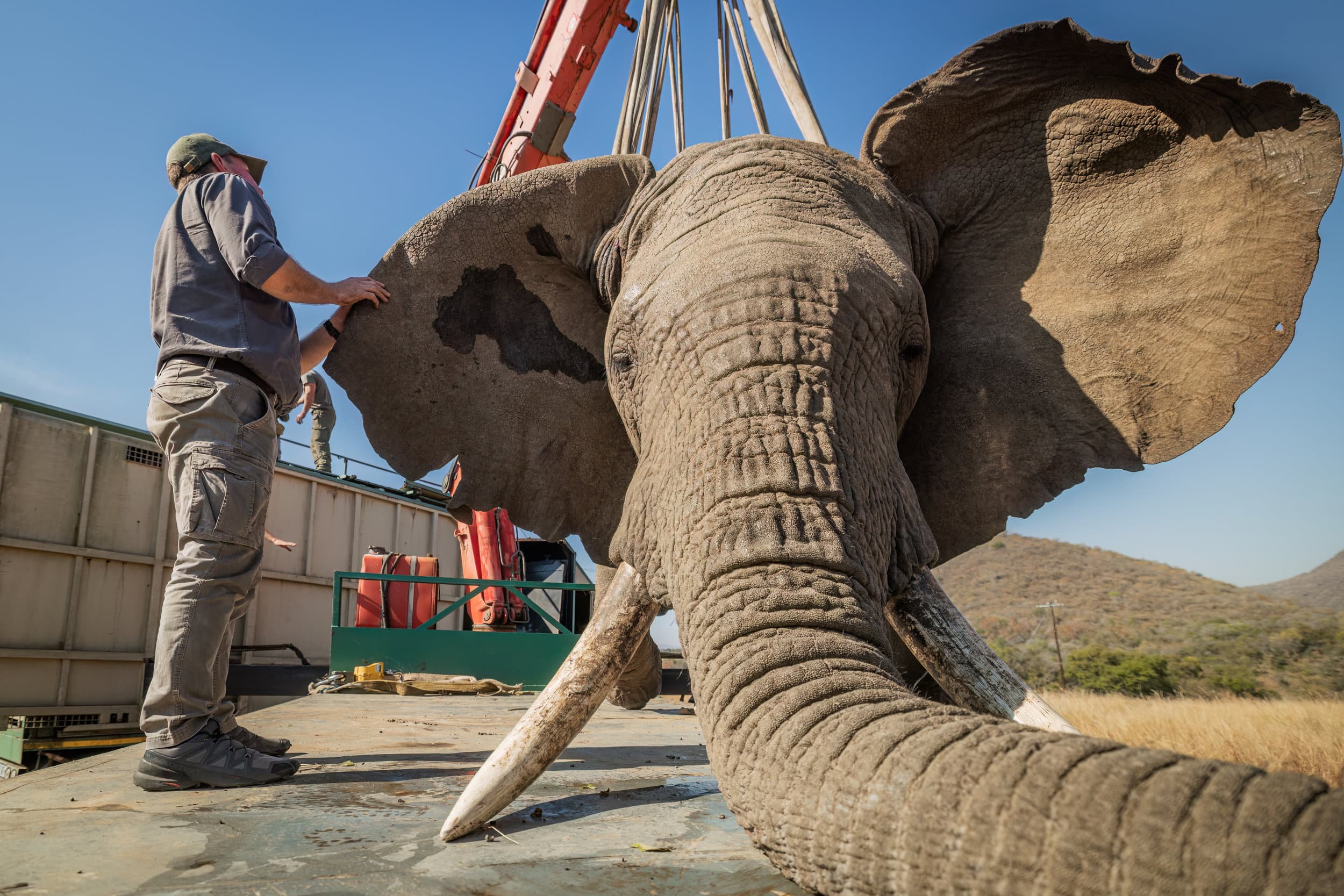 an elephant being moved with a crane