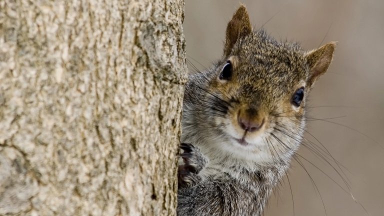 Close up of gray squirrel in tree