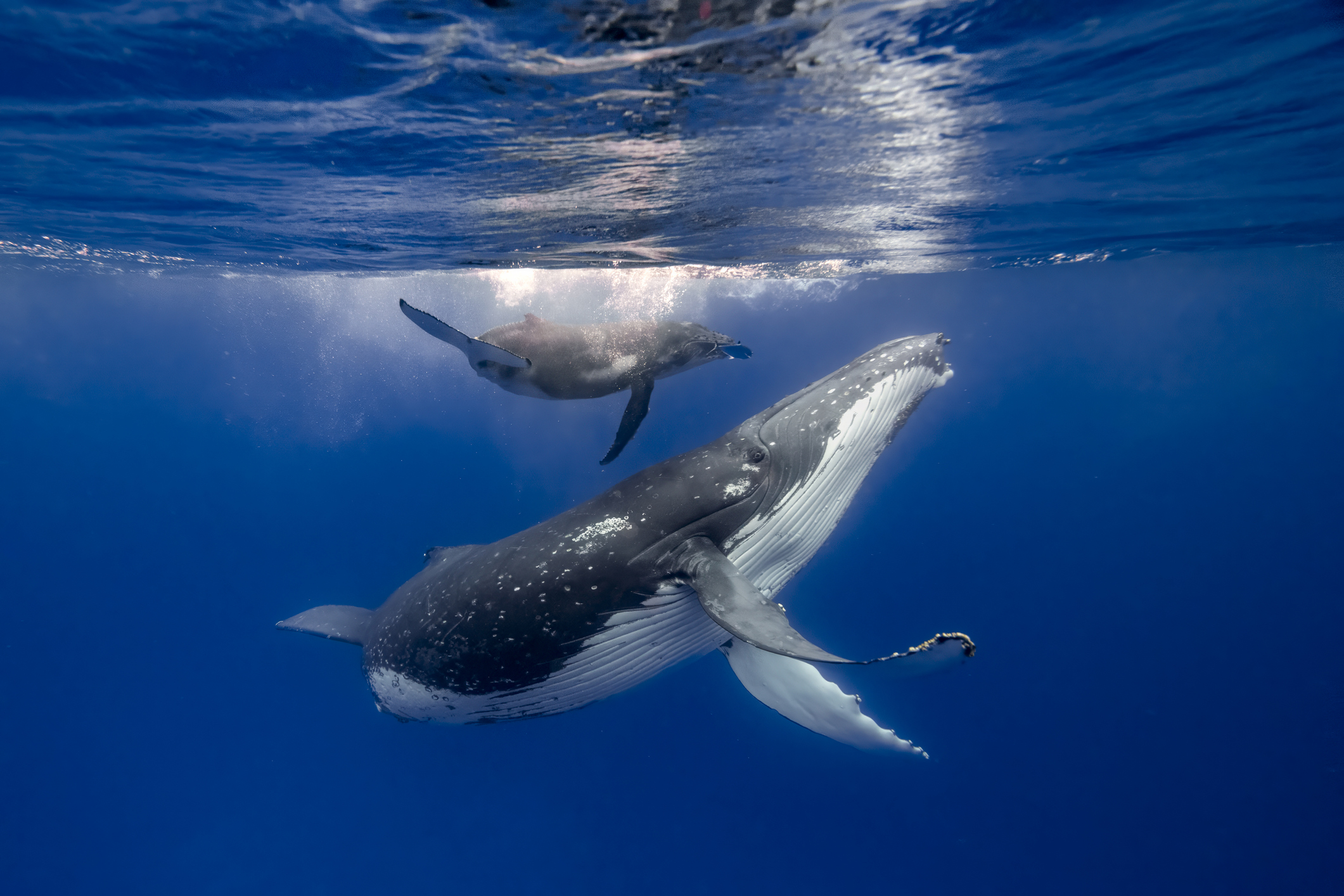 An underwater photograph captures a large adult humpback whale swimming gracefully upwards towards the sunlight with a smaller calf trailing closely behind. The deep blue of the ocean contrasts with the white, pleated underbelly of the adult whale.