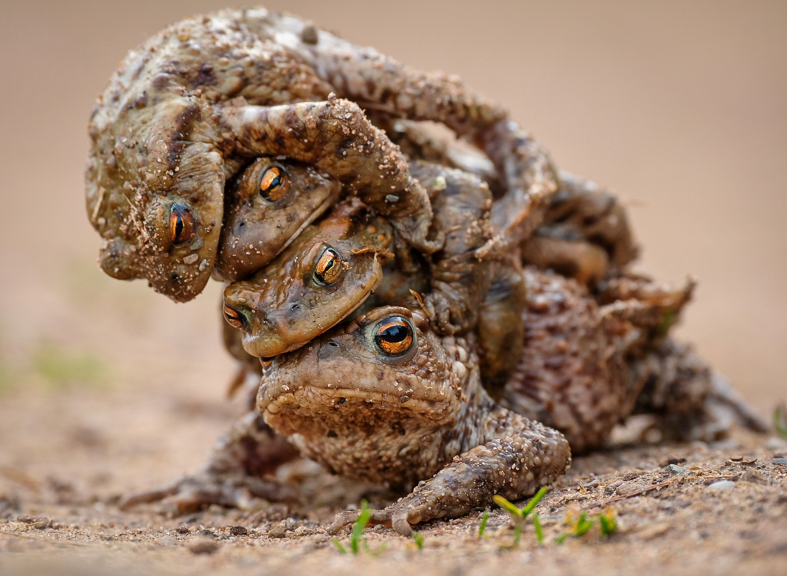 four frogs stacked on each other