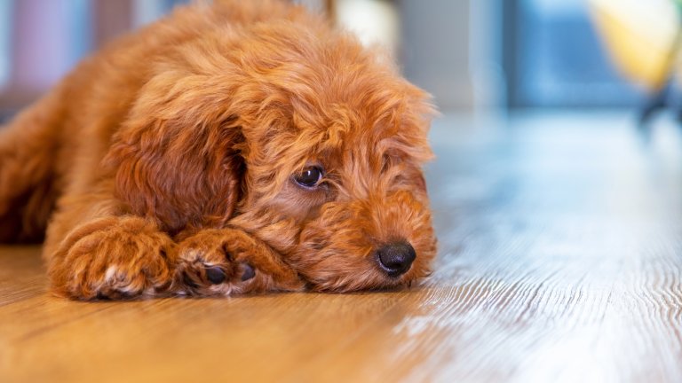 Cute labradoodle puppy dog laying down looking sad or thoughtful
