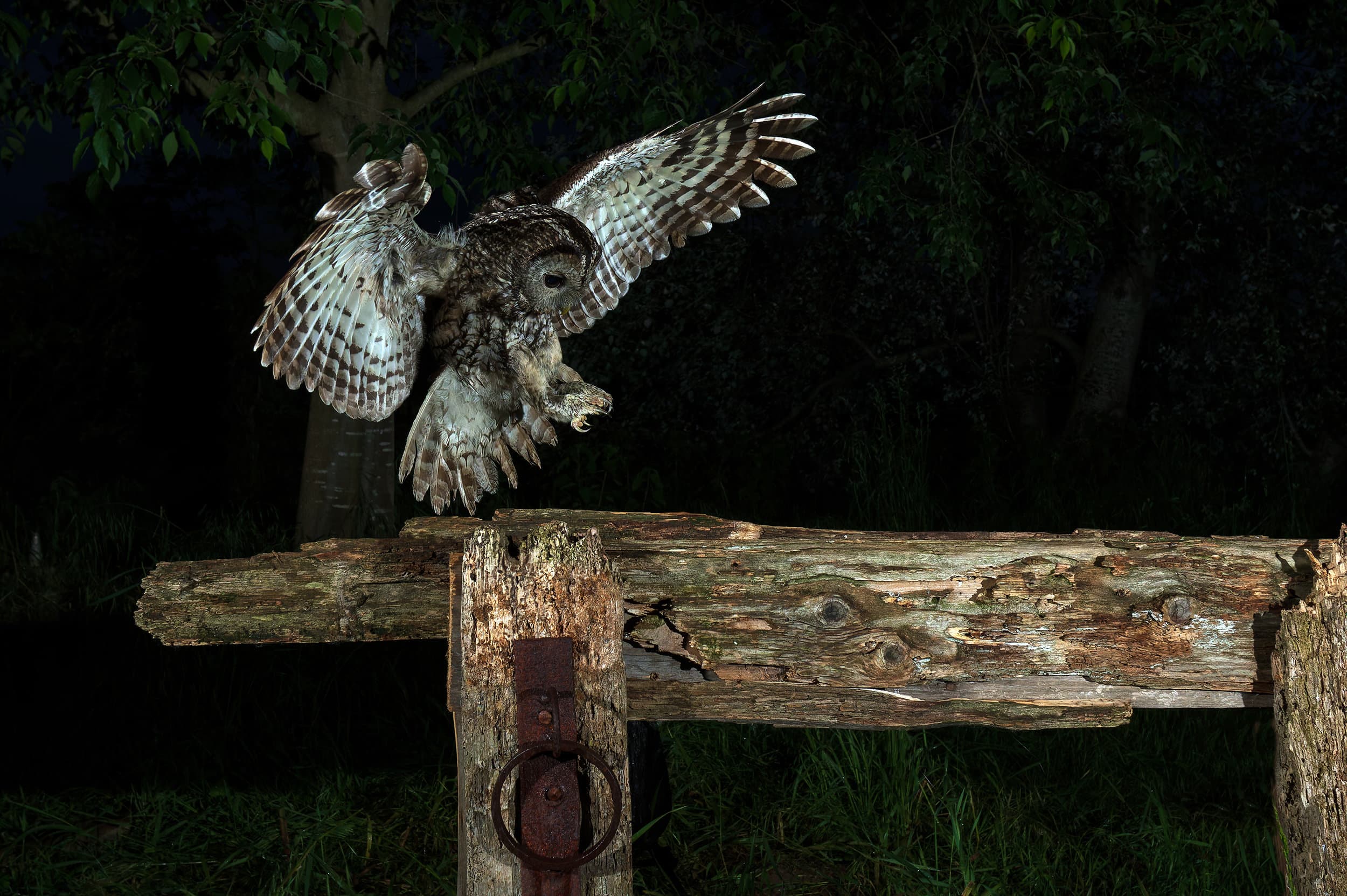 an owl landing