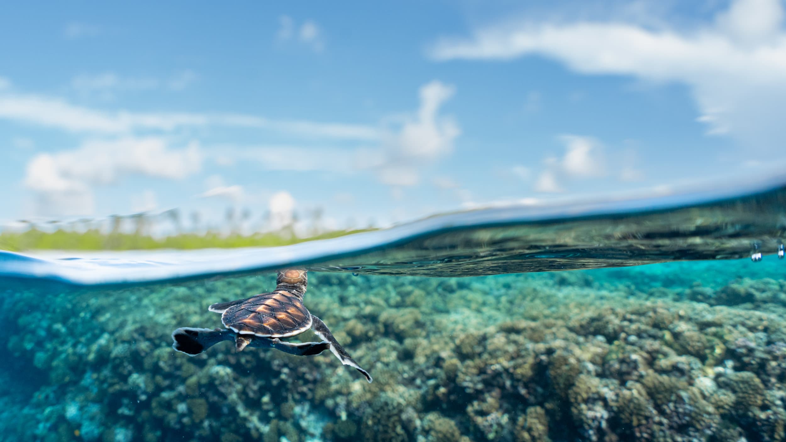 a young sea turtle swimming