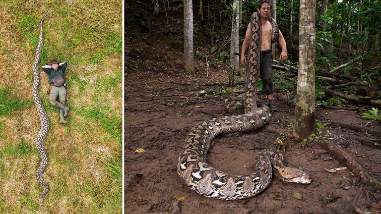 Two photos next to each other. One is a man laying on grass next to longest snake in the world for scale reference. The other is a with portion of the world's longest snake draped over his shoulder in the jungle