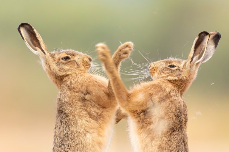 two hares fight with their front paws