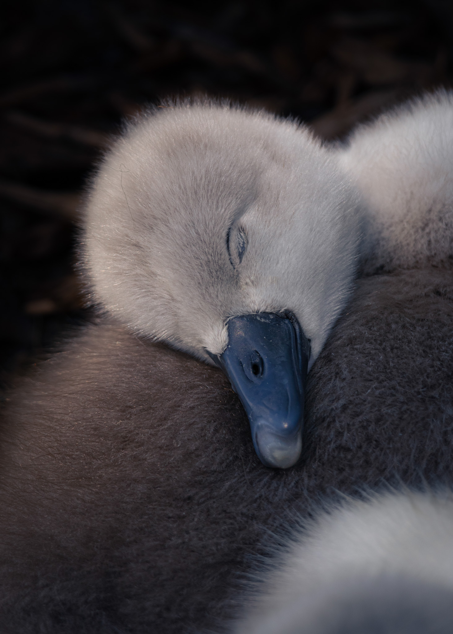 a swan chick cuddles up
