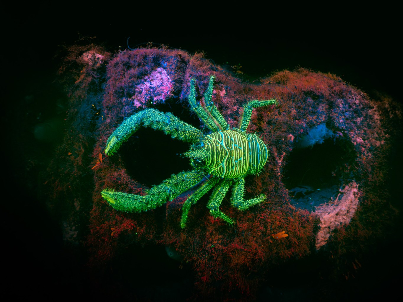 15 enchanting images from the 2026 British Wildlife Photography Awards ...