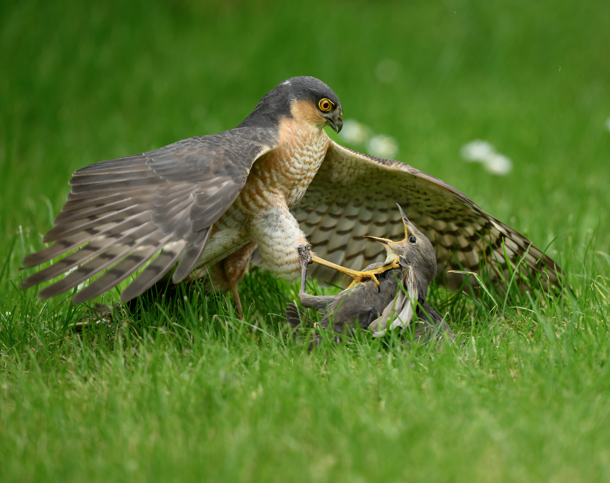 Sparrowhawk and juvenile starling fighting