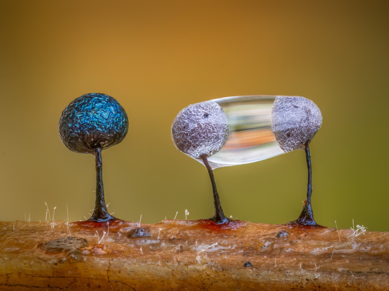 15 enchanting images from the 2026 British Wildlife Photography Awards ...