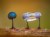 slime mold