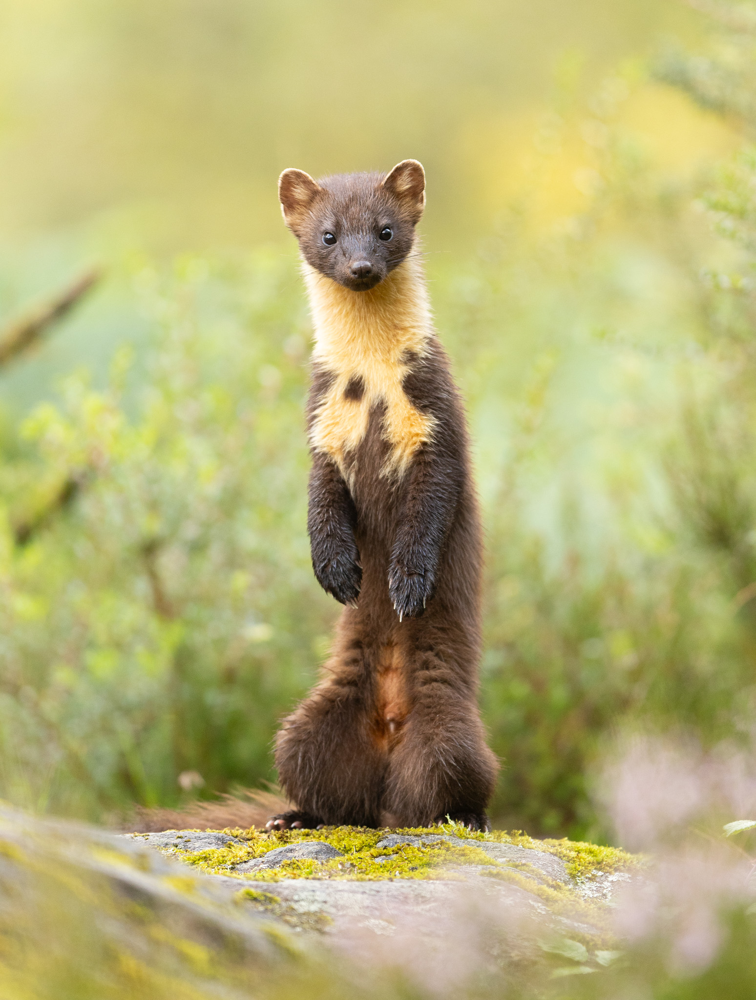 a pine marten starting on its hind legs