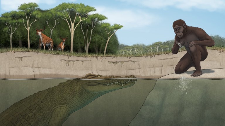 Illustration showing ancient hominid drinking water at river's edge with crocodile lurking nearby in the water