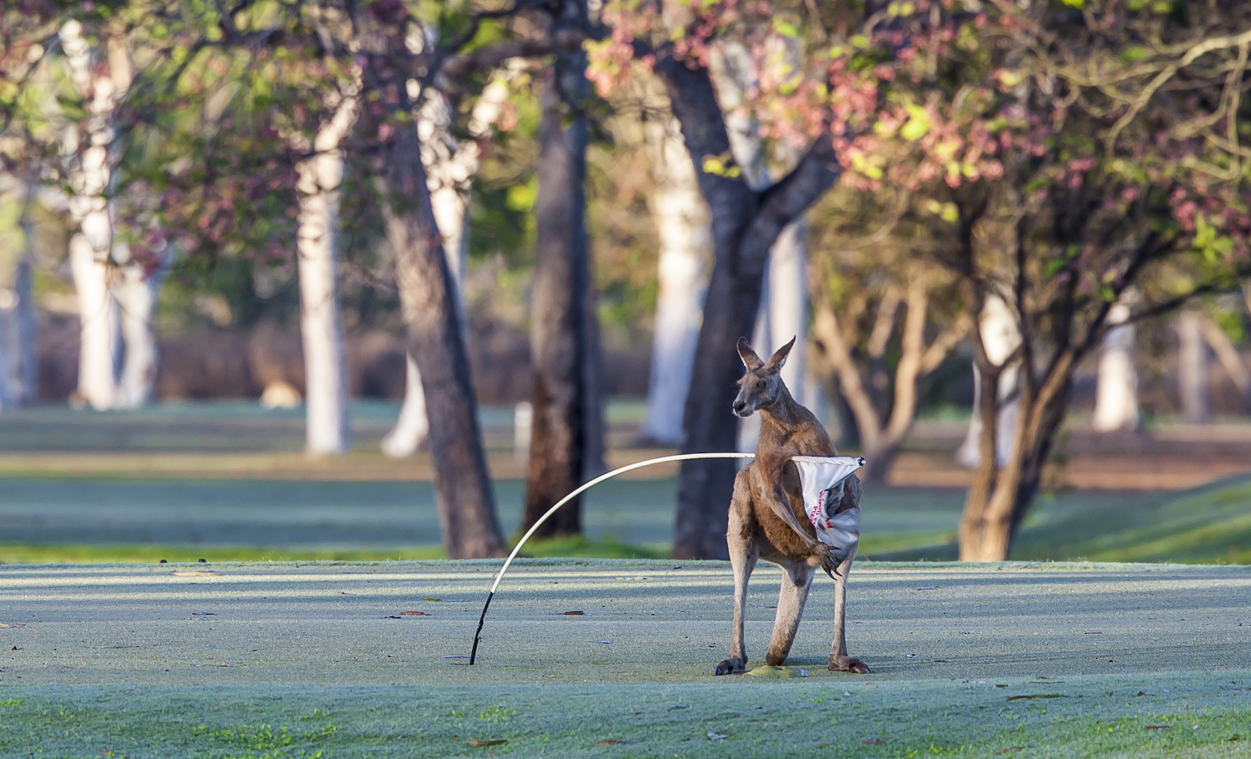 a red kangaroo on the golf course holding a hole marker flag