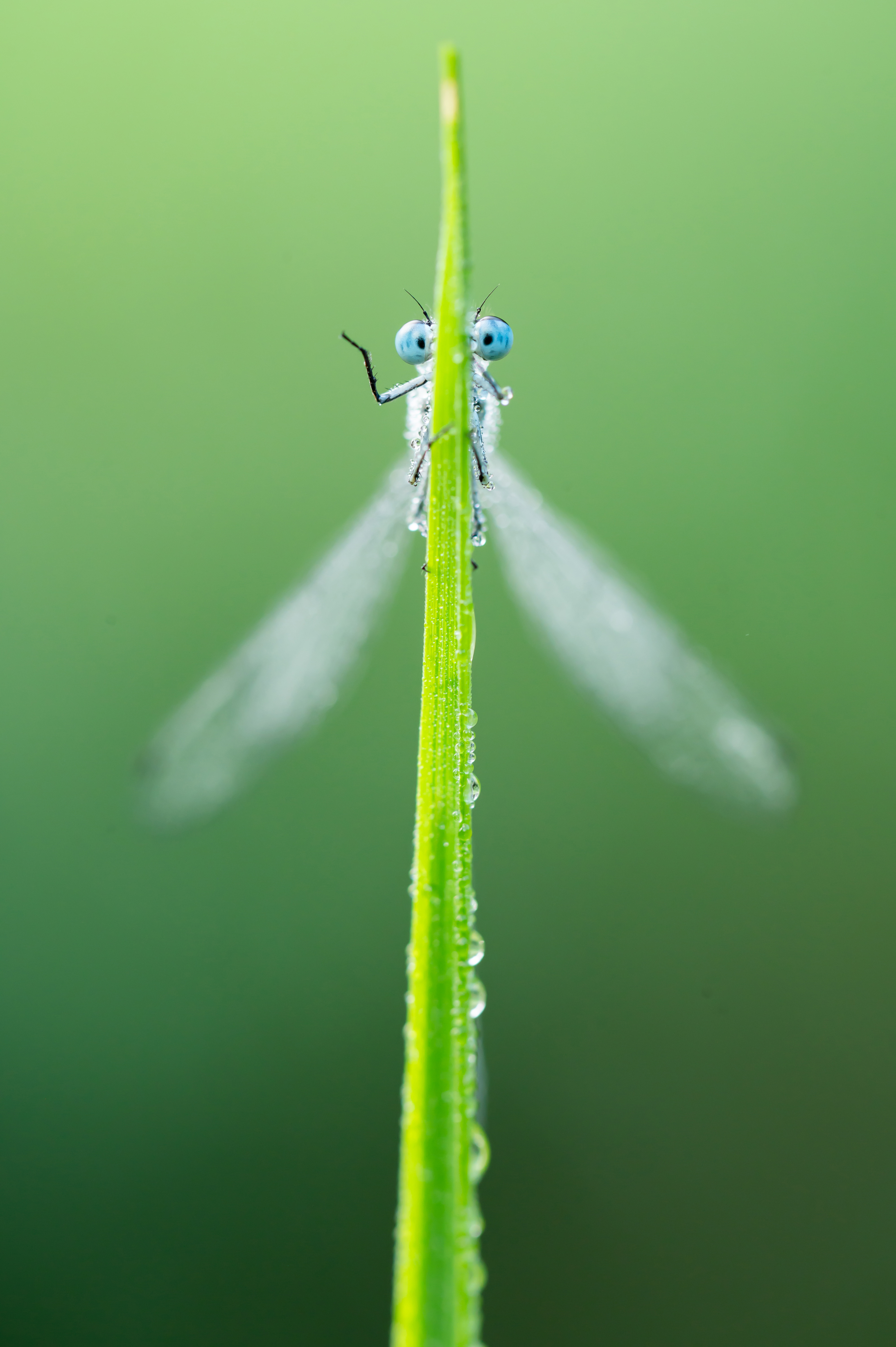 Blue-tailed damselfly on a branch