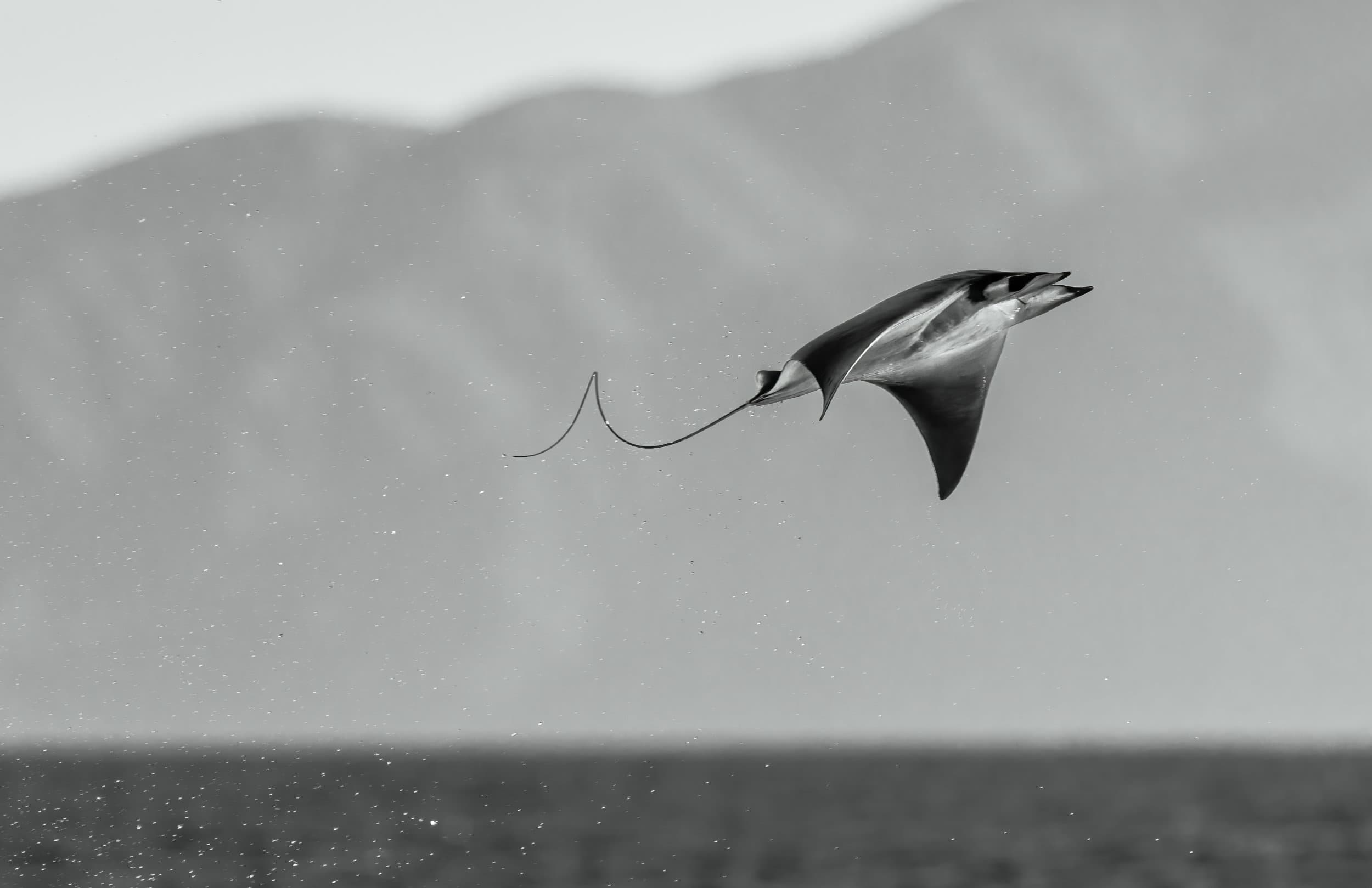 a mobula ray flying out of the water